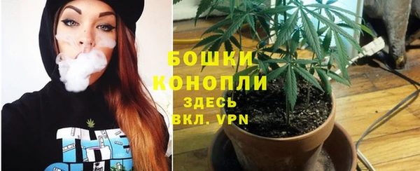 сатива Волоколамск